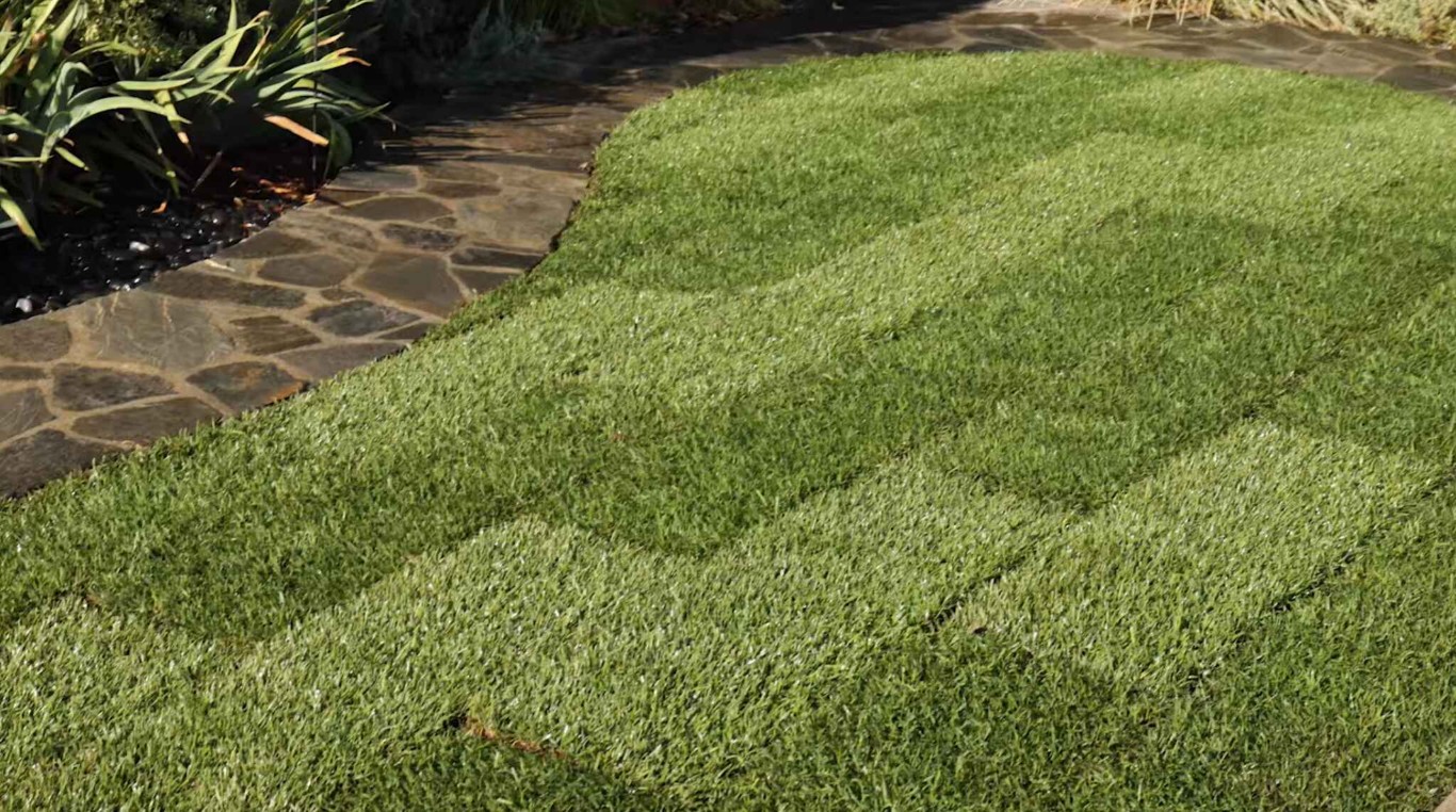 Lawn Care & Maintenance service in Milpitas, CA